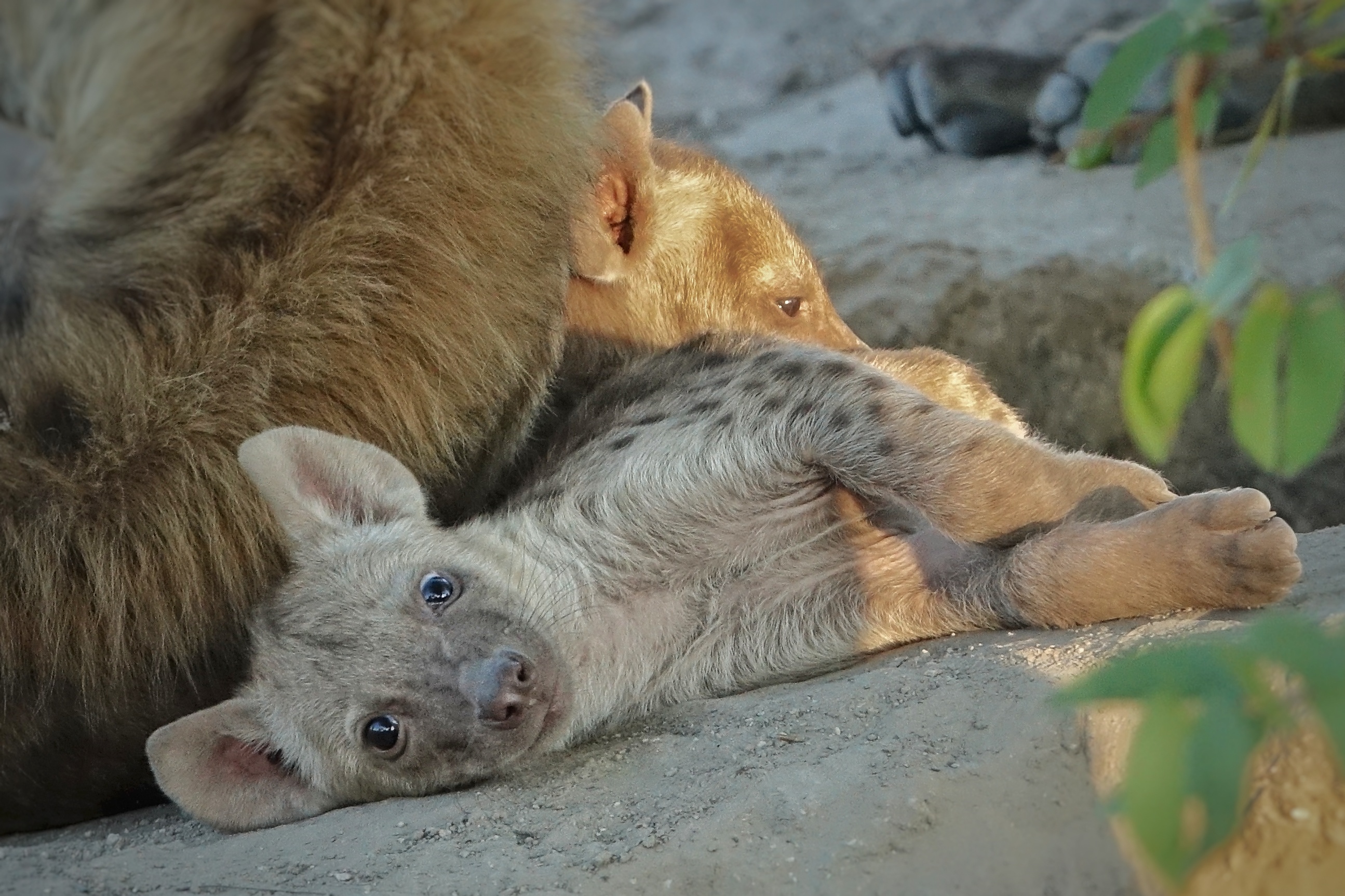 Lions au repos
